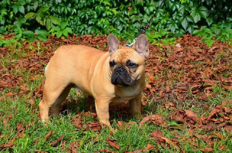 Publication : Maison de Principaute