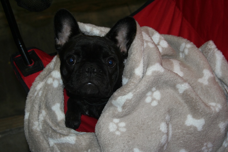 Publication : Maison de Principaute