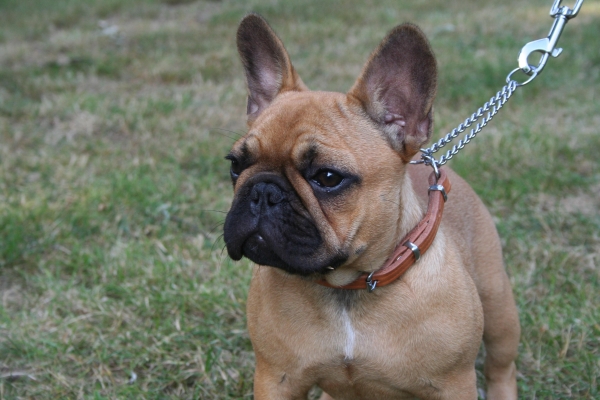 Publication : Maison de Principaute