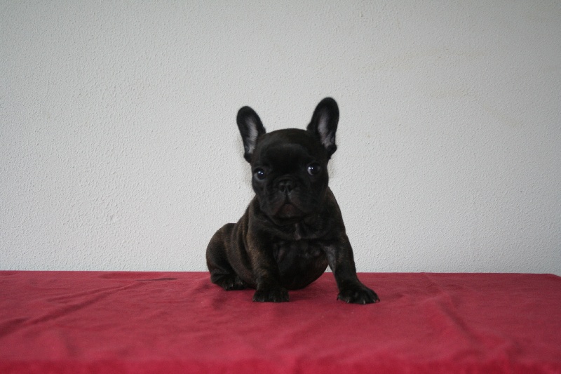 Publication : Maison de Principaute