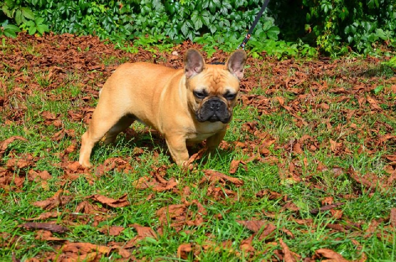 Publication : Maison de Principaute