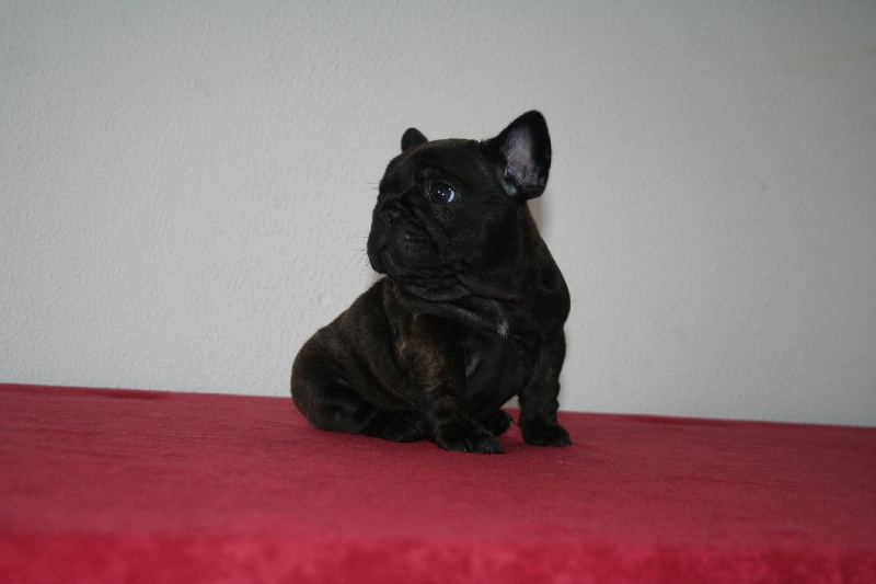 Publication : Maison de Principaute