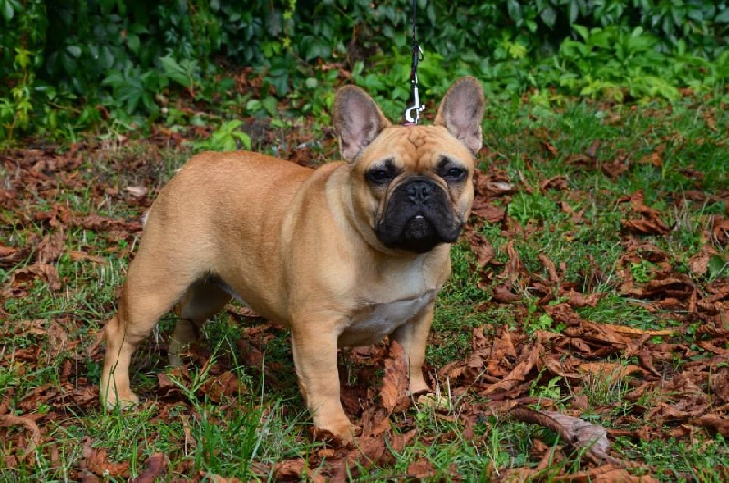 Publication : Maison de Principaute