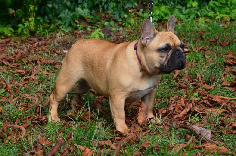 frustyle Bon marta - 1 VB/TP Beste Female pup