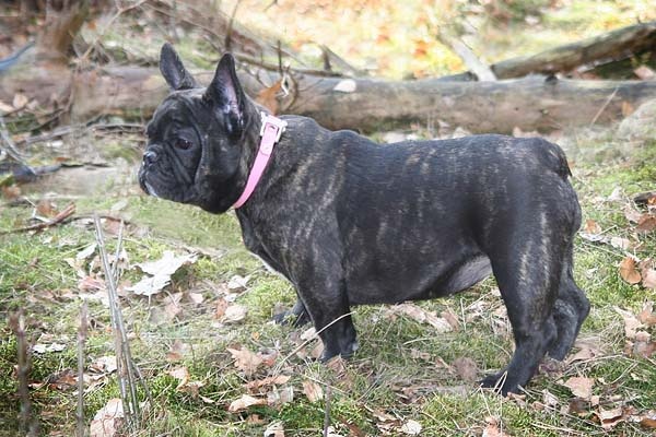 Butterfly Maison de Principaute - 8e place youthclass excellent female