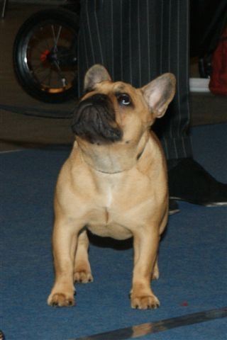 CH. Cadbury Angels Indira - 5e place classe intermediaire female