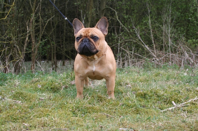 CH. Cadbury Angels Indira - 1e place youthclass female - Best Youth- BOB