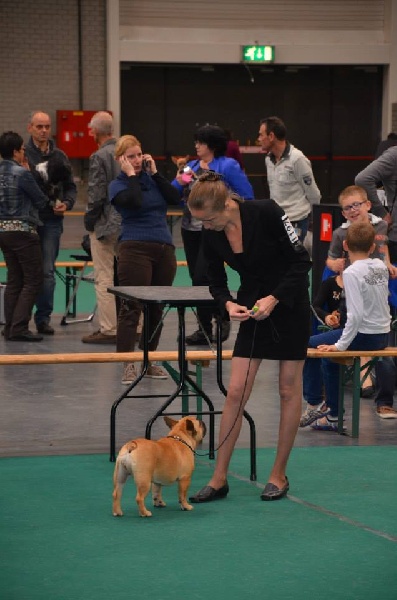 frustyle Bon marta - 2 VB/TP Female pup