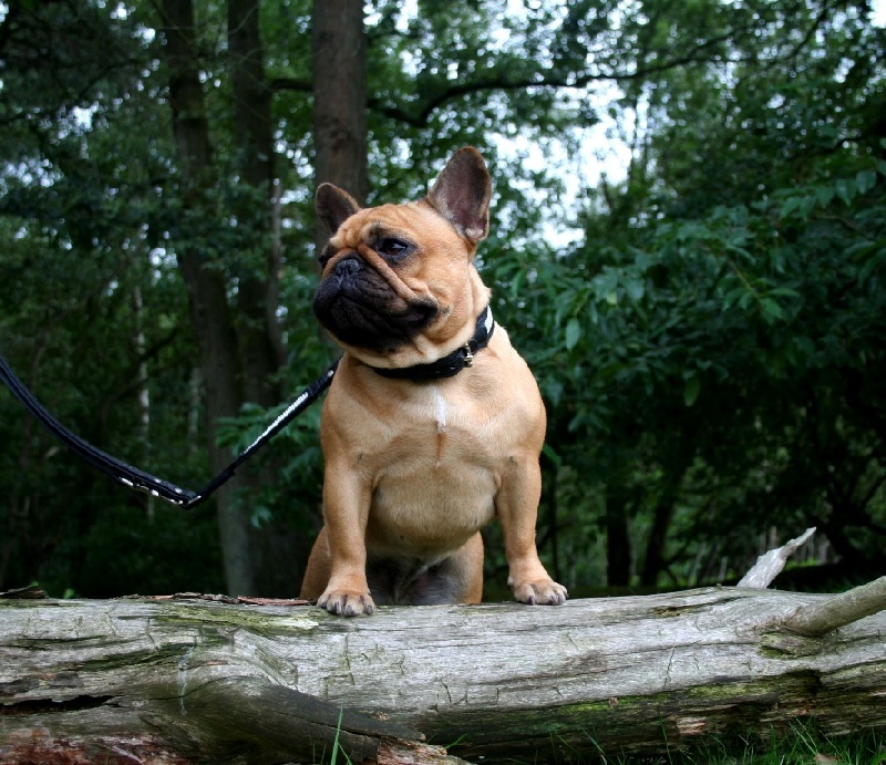 CH. Cadbury Angels Indira - 1e place youthclass female - Best Youth Bitch