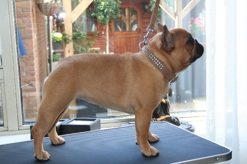 CH. Cadbury Angels Indira - 2e place youthclass excellent female