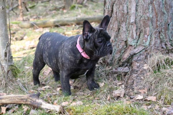 Butterfly Maison de Principaute - 2e place puppyclass