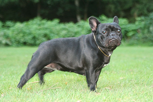 Nymphe De principaute - 2e place youthclass excellent female