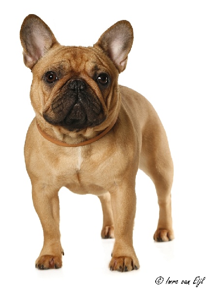 CH. Cadbury Angels Indira - 1e place youthclas female