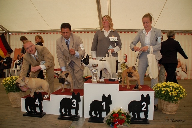 CH. Cadbury Angels Indira - 2e place very promissing puppyclass female