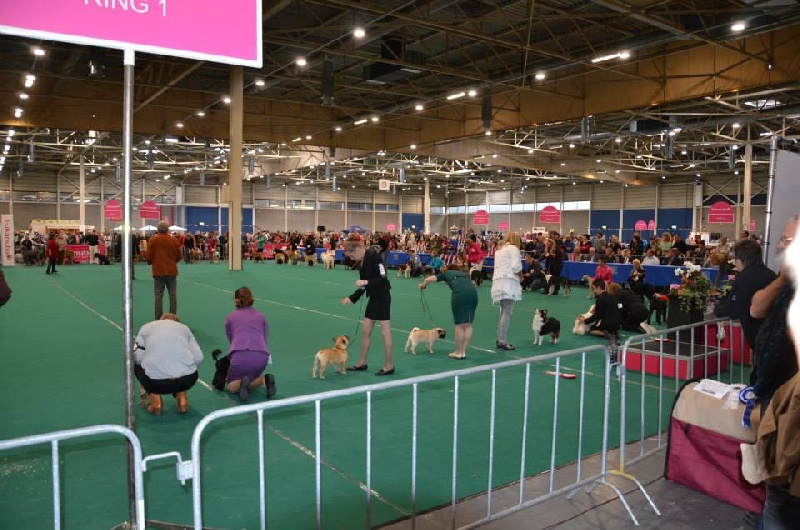 frustyle Bon marta - 1VB / Beste Pup & 2e Bis Puppy van de show
