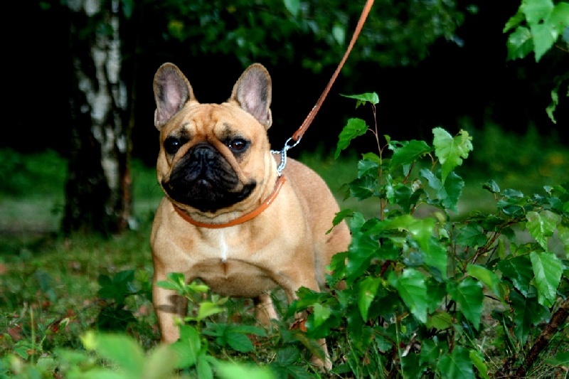 CH. Cadbury Angels Indira - 5e place classe intermediaire female