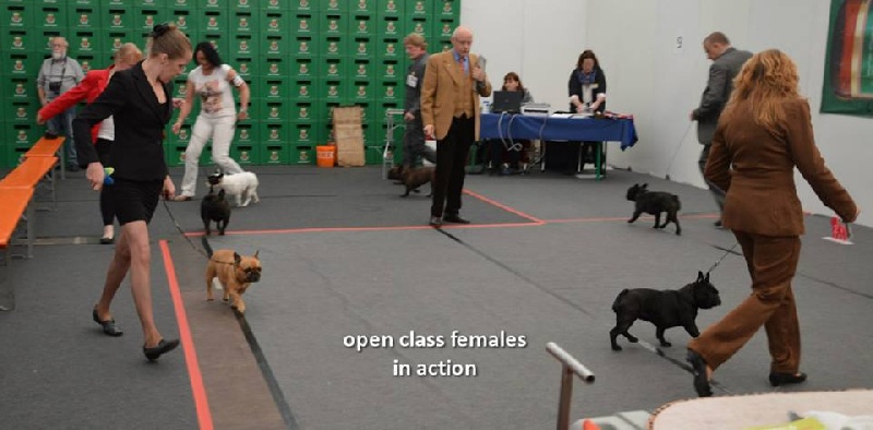 CH. Cadbury Angels Indira - 1e Excellent openclass female and Anw.Dt.Ch.VDH Res.CAC