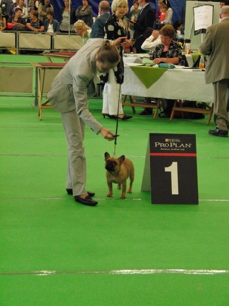 CH. Cadbury Angels Indira - 1e place puppyclass female