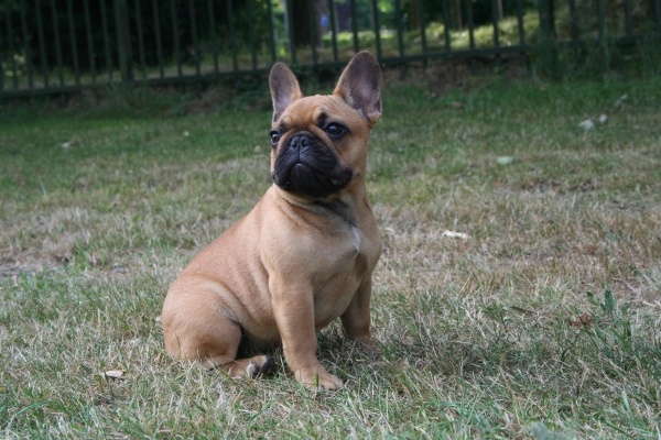 CH. Cadbury Angels Indira - 5e place excellent youthclass