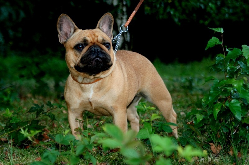 CH. Cadbury Angels Indira - 5e place openclass female