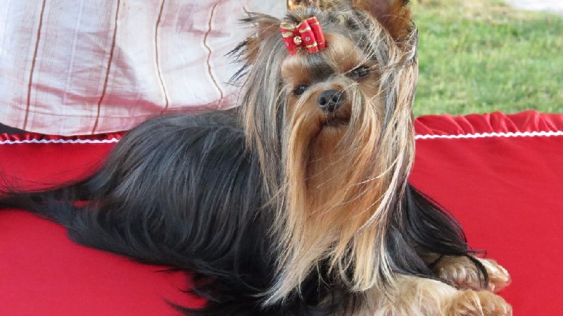 Publication : de l'Eden Royal Auteur : Begonia Johel