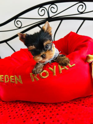 Les chiots de Yorkshire Terrier
