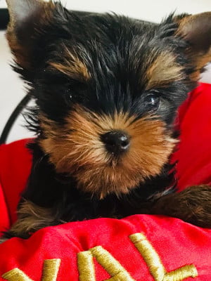 Les chiots de Yorkshire Terrier