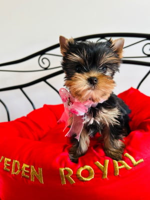 Les chiots de Yorkshire Terrier