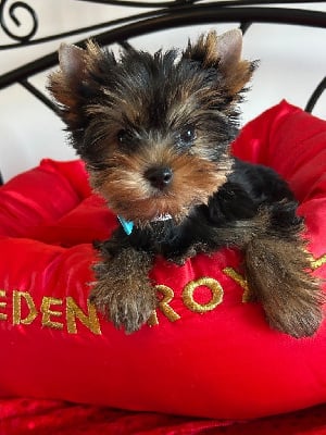 Les chiots de Yorkshire Terrier