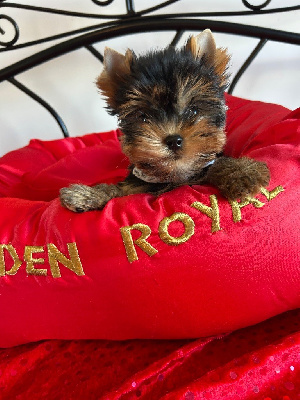 Les chiots de Yorkshire Terrier