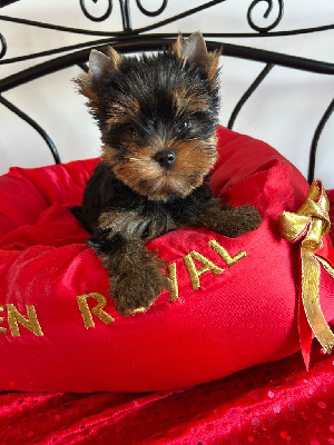 Les chiots de Yorkshire Terrier