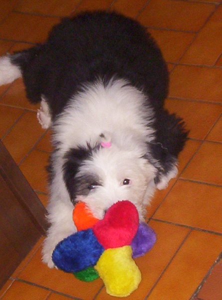 Publication : D'izassandre