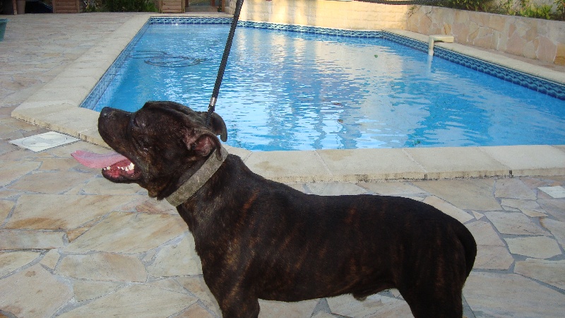 Publication : Of The Island Butterfly