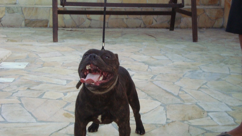 Publication : Of The Island Butterfly