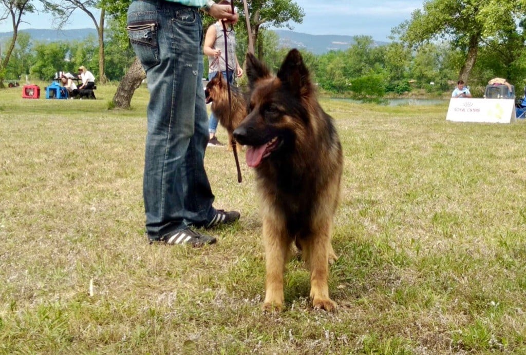Connie vom sandstein - 1ère Excellent, CACS CACIB
