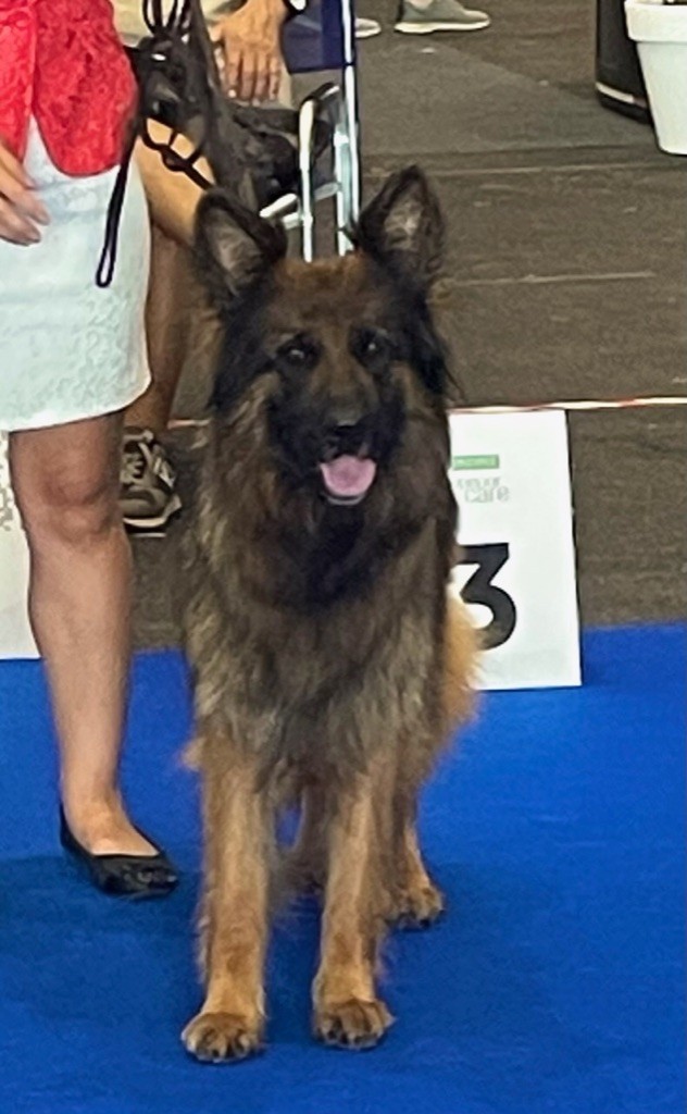 Connie vom sandstein - 1ere Excellent classe ouverte Poils long