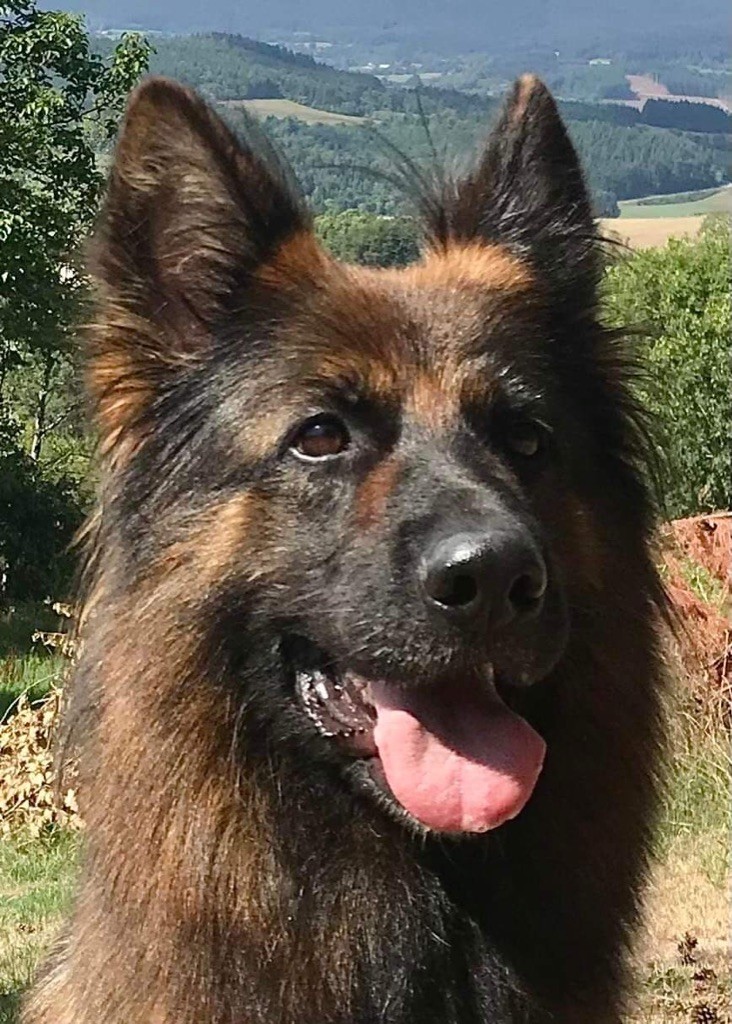 Connie vom sandstein - Excellent lice recommandé