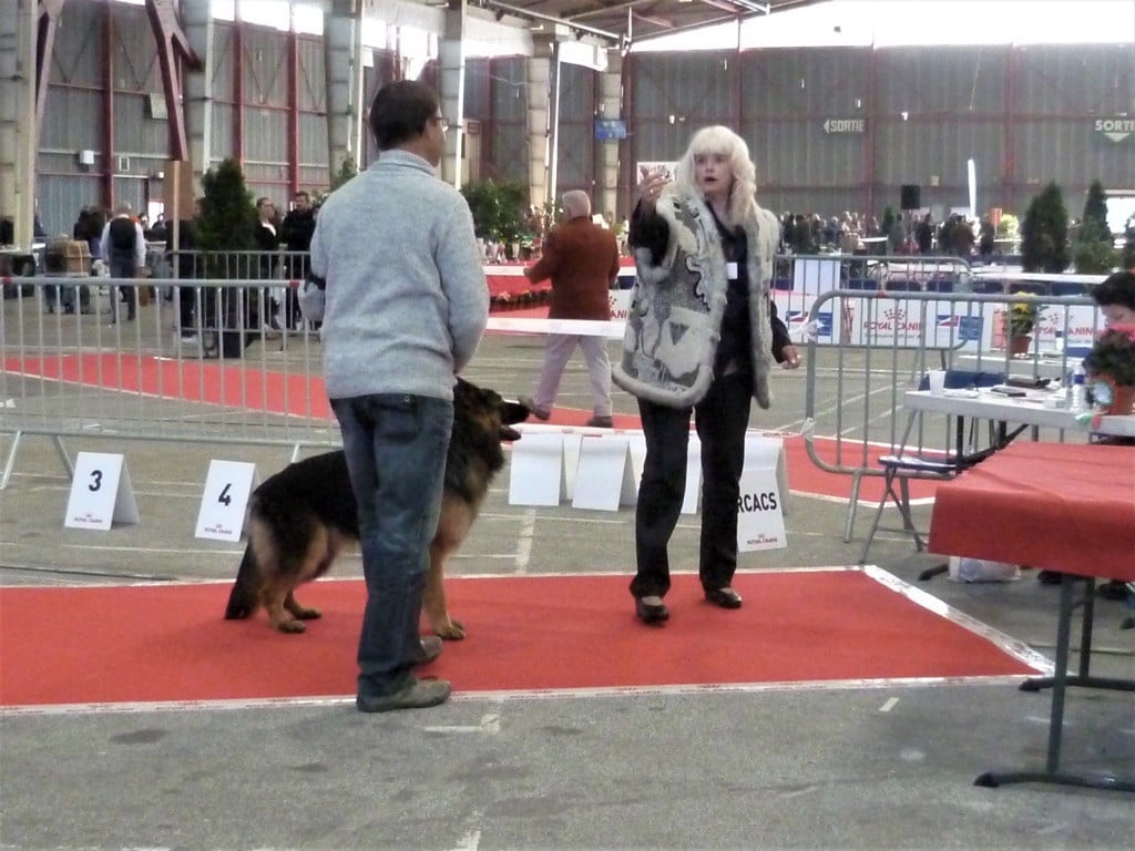 Connie vom sandstein - 1ère Excellent et meilleure jeune