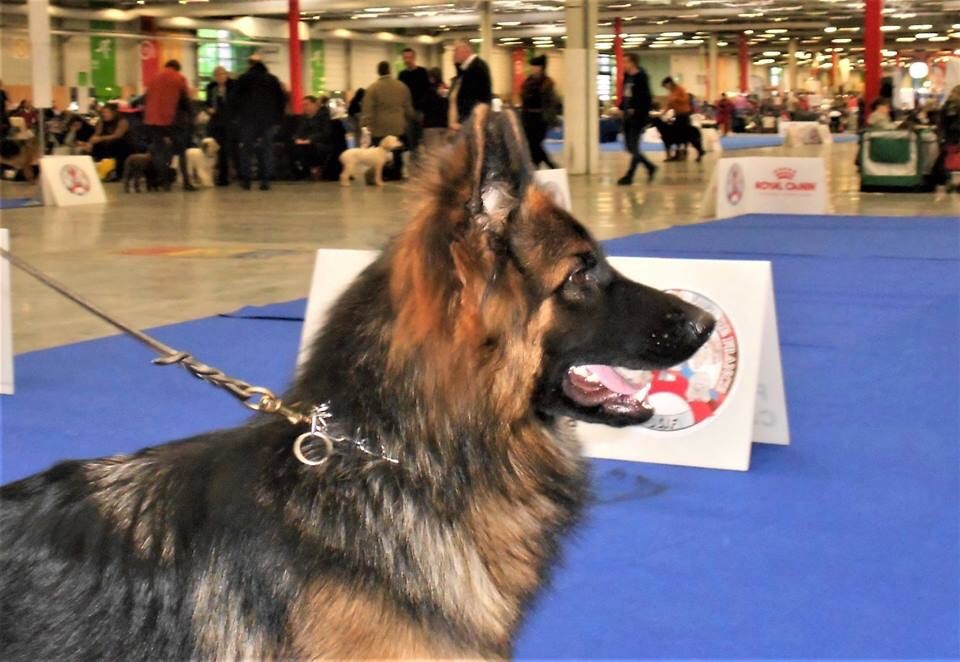 Connie vom sandstein - 1ère Excellent