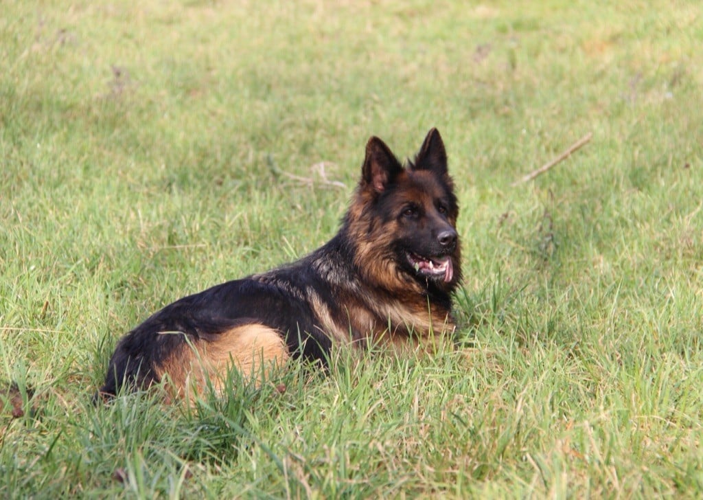 Connie vom sandstein - 1ère Excellent.