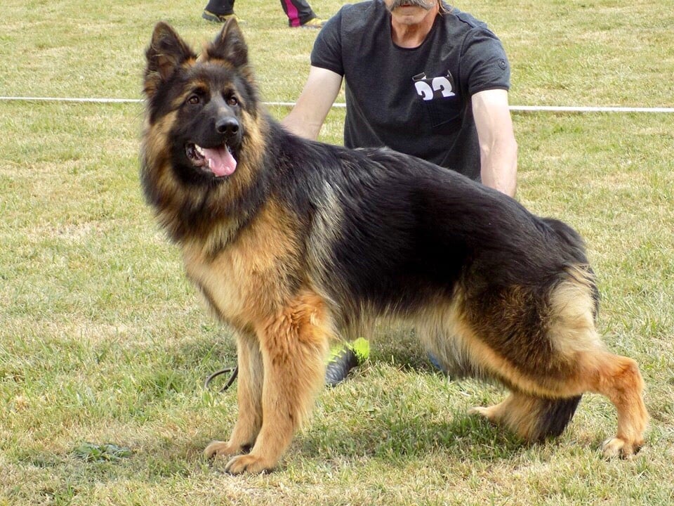 Connie vom sandstein - 1ère très bon classe junior 12/18 mois.