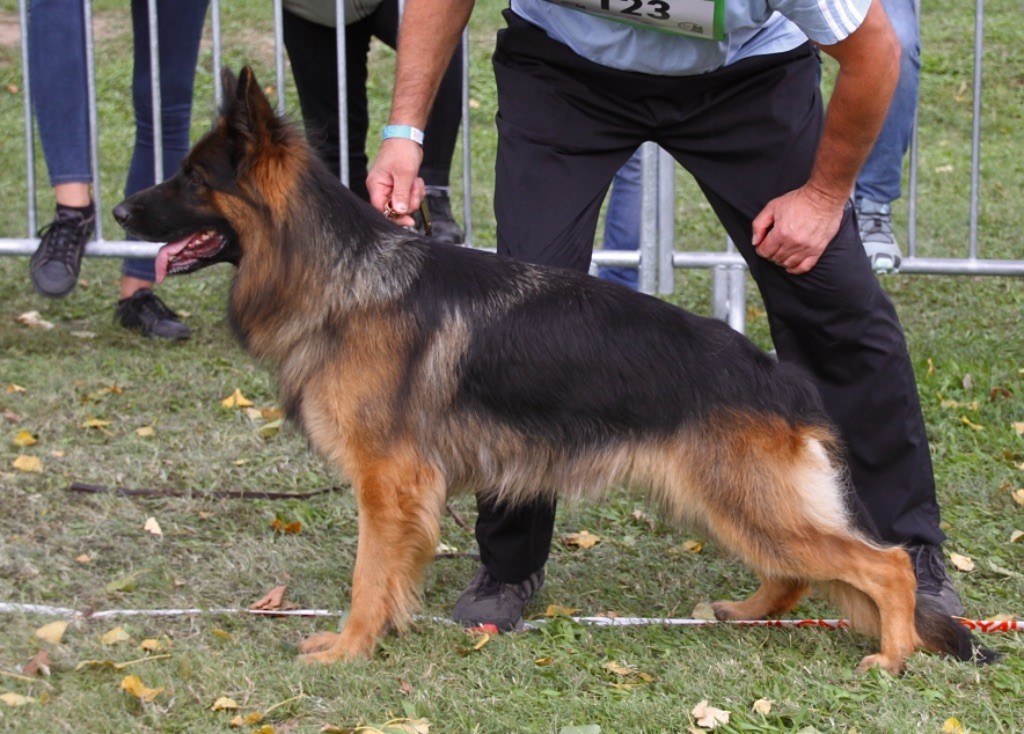 Connie vom sandstein - 4ème Excellent