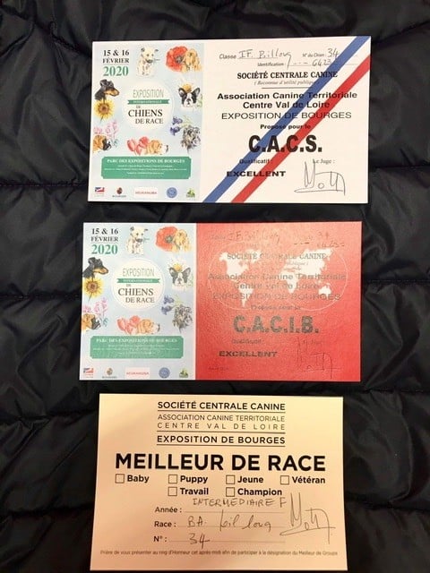 Connie vom sandstein - CACS CACIB meilleure de race