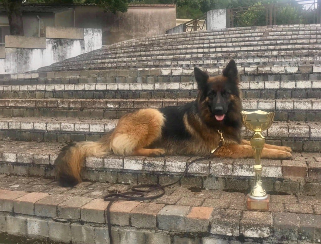 Connie vom sandstein - CACS CACIB