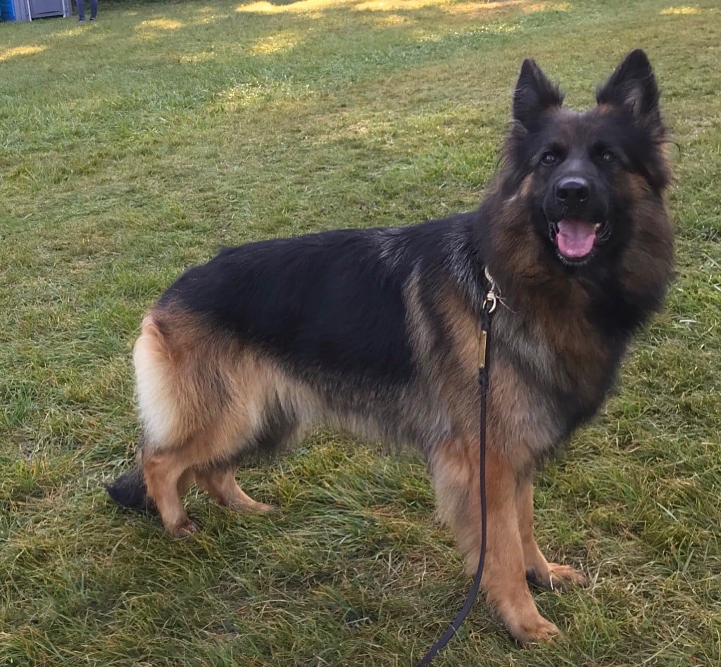 Connie vom sandstein - 3eme Excellent