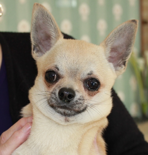 Publication : De L'isle Au Vert Coteau