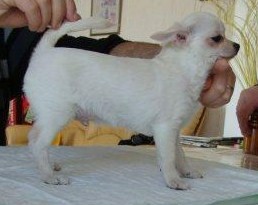 CH. Elmer De L'isle Au Vert Coteau