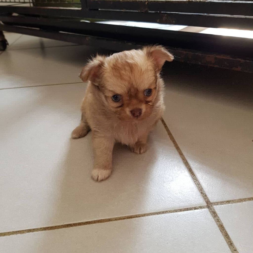 CHIOT - Chihuahua
