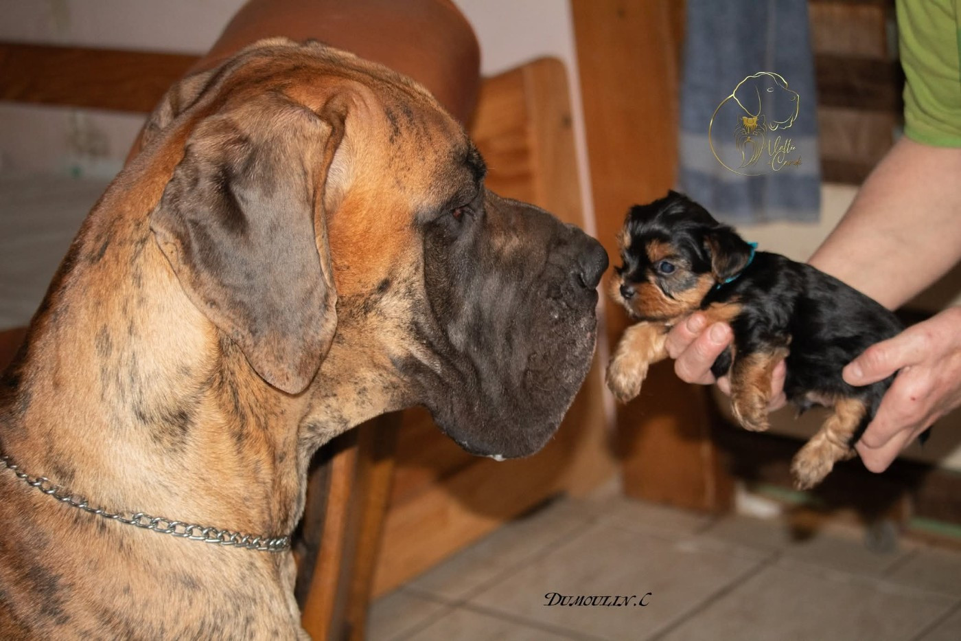 CH. the boss on chien De la vallee de cande