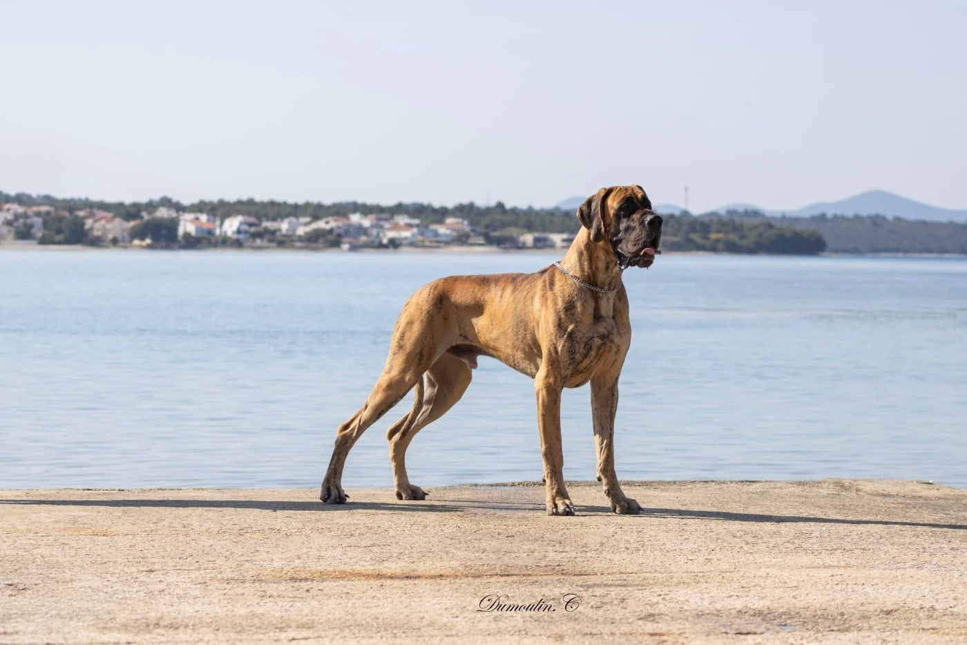 CH. the boss on chien De la vallee de cande